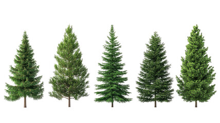 Obraz premium Green fir tree isolated on white background 