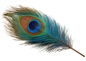 Obraz premium Single iridescent peacock feather, isolated on white (1)