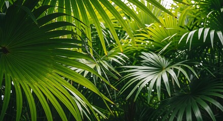 Obraz premium Lush Green Palm Fronds in Tropical Paradise A Verdant Escape to Natures Embrace Serene Botanical Beauty