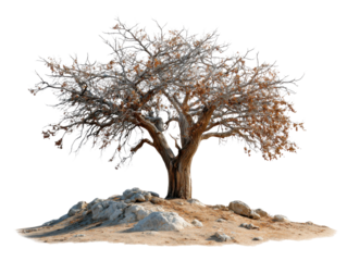 Solitary Tree on Rocky Ground: A majestic tree stands tall on a rocky outcrop, its branches reaching towards the sky, a symbol of resilience and endurance against the backdrop of a clear, bright day.