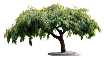 Weeping Willow in Serene Solitude: An elegant weeping willow stands in isolated splendor, its delicate branches cascading gracefully.