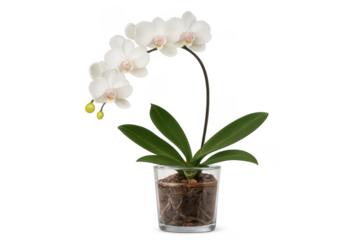 White orchid growing in a glass vase with transparent background