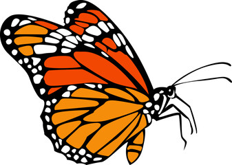 butterfly isolated on white background.The butterfly spreads its wings and is ready to fly.Set of four butterflies flying.