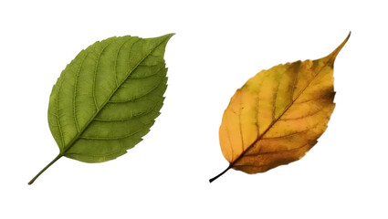 autumn leaves isolated on white