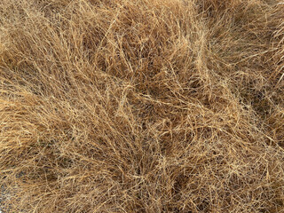 dry grass in a field
