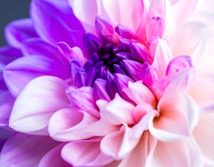 Fototapeta premium Close-up of a vibrant dahlia