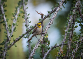 Verdin Posing on a limb