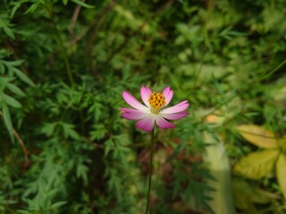 A Single Pink Cosmos Flower In A Green Garden

