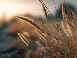 Tall wild grasses gently swaying in the wind at golden hour, soft warm sunlight from the setting sun glowing in the background