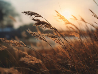 Tall wild grasses gently swaying in the wind at golden hour, soft warm sunlight from the setting sun glowing in the background