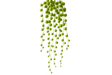 String of pearls plant hanging with transparent background