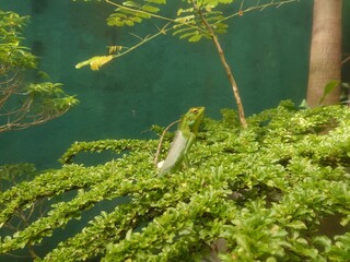 A Vibrant Green Garden Lizard Perched On A Bush

