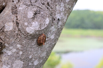 木の幹に産み付けられたカマキリの卵