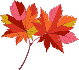 Hand-drawn autumn colored red maple leaves isolated on white background. Flat and line style vector illustration.