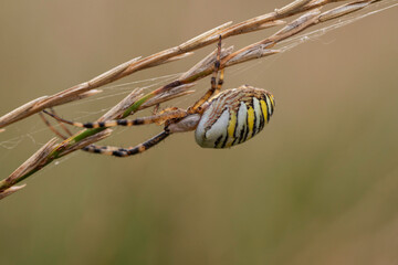 Macro close-up of wasp spider Argiope bruennichi on dry grass stem in meadow habitat, side view with yellow and black striped abdomen, natural background, shallow depth of field, summer wildlife photo