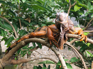 Orange iguana is sunbathing on a green leafy tree trunk, in the morning, with a natural blurred background.
