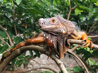 Orange iguana is sunbathing on a green leafy tree trunk, in the morning, with a natural blurred background.