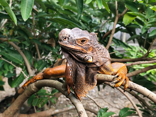 Orange iguana is sunbathing on a green leafy tree trunk, in the morning, with a natural blurred background.