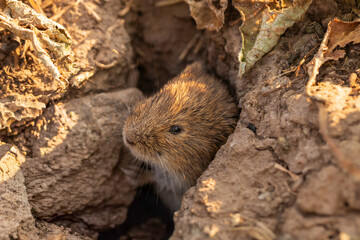Macro close-up of Common Vole (Microtus arvalis) peeking from burrow entrance in cracked soil with autumn leaves, brown fur and whiskers lit by warm sunlight, natural habitat, shallow depth of field