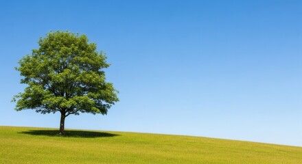Fototapeta premium A lone green tree with a full canopy stands on a sunlit grassy hill under a clear, cloudless blue sky.