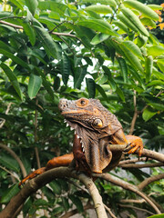 Orange iguana is sunbathing on a green leafy tree trunk, in the morning, with a natural blurred background.