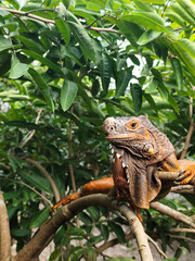 Orange iguana is sunbathing on a green leafy tree trunk, in the morning, with a natural blurred background.