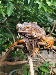 Orange iguana is sunbathing on a green leafy tree trunk, in the morning, with a natural blurred background.