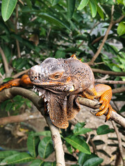 Orange iguana is sunbathing on a green leafy tree trunk, in the morning, with a natural blurred background.
