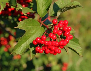 Fototapeta premium Red berries on branch with green leaves