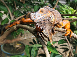 Orange iguana is sunbathing on a green leafy tree trunk, in the morning, with a natural blurred background.