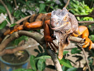 Orange iguana is sunbathing on a green leafy tree trunk, in the morning, with a natural blurred background.