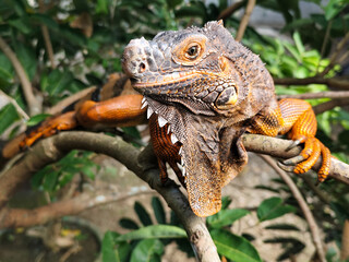 Orange iguana is sunbathing on a green leafy tree trunk, in the morning, with a natural blurred background.