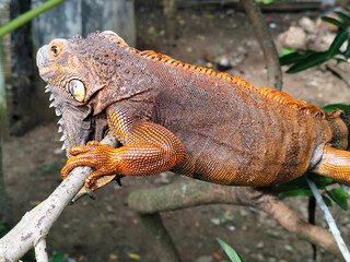 Orange iguana is sunbathing on a green leafy tree trunk, in the morning, with a natural blurred background.