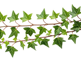 Vibrant green ivy leaves growing on a thin brown vine isolated on transparent background
