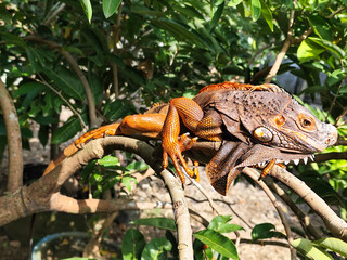 Orange iguana is sunbathing on a green leafy tree trunk, in the morning, with a natural blurred background.