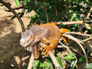 Orange iguana is sunbathing on a green leafy tree trunk, in the morning, with a natural blurred background.