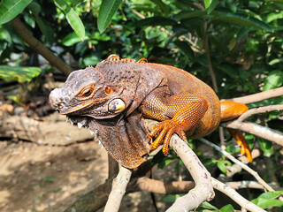 Orange iguana is sunbathing on a green leafy tree trunk, in the morning, with a natural blurred background.