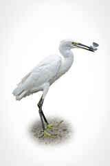 Graceful little egret holding a freshly caught fish in its beak, standing elegantly on the wet ground