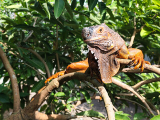 Orange iguana is sunbathing on a green leafy tree trunk, in the morning, with a natural blurred background.