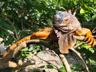 Orange iguana is sunbathing on a green leafy tree trunk, in the morning, with a natural blurred background.