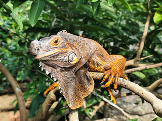 Orange iguana is sunbathing on a green leafy tree trunk, in the morning, with a natural blurred background.