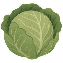Cabbage