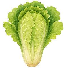 Lettuce