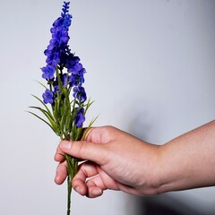 Hand holding purple colored plastic flowers isolated on plain background.