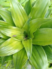 Cordyline fruticosa ornamental plant, family of Asparagaceae "Andong hijau, hanjuang