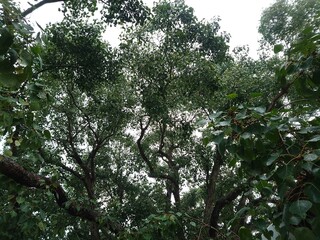 The Branches And Leaves Of A Bo Tree Against A Cloudy Sky

