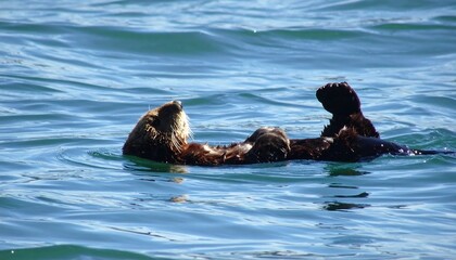 Fototapeta premium Relaxed otter rests on back