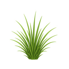 Green grass plant on soft blurred background, natural eco design