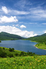 初夏の野反湖とノゾリキスゲ（ニッコウキスゲ）