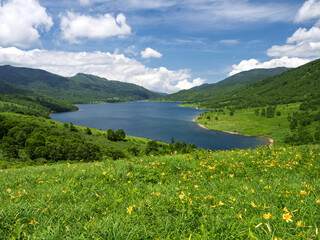 初夏の野反湖とノゾリキスゲ（ニッコウキスゲ）